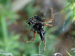 Oxyopes heterophthalmus