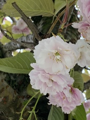 Prunus serrulata