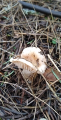 Clitocybe glacialis