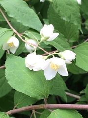 Angiospermae