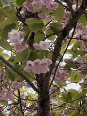 Prunus serrulata