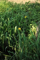 Iris pseudacorus