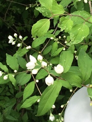 Angiospermae