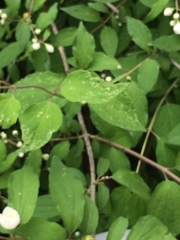 Angiospermae