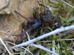 Gnaphosidae