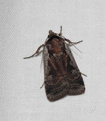 Parabagrotis formalis