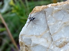 Pulchellodromus pulchellus