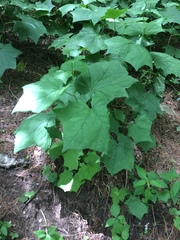 Magnoliopsida