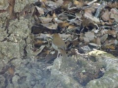 Catharus occidentalis