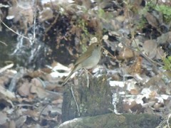 Catharus occidentalis