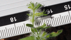 Cryptantha barbigera barbigera