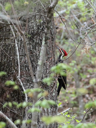 Pileated Woodpecker photographed in Connecticut