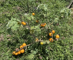 Solanum viarum