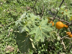 Solanum viarum