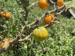 Solanum viarum