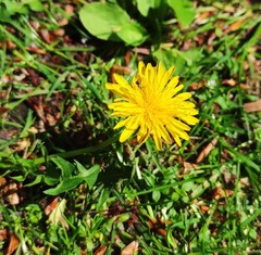 Taraxacum