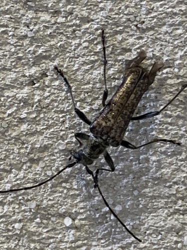 Mottled Longhorned Beetle photo 3