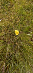 Viola lutea