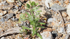 Cryptantha barbigera barbigera