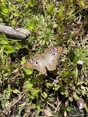 Anartia jatrophae semifusca