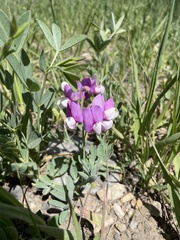 Lathyrus polymorphus incanus