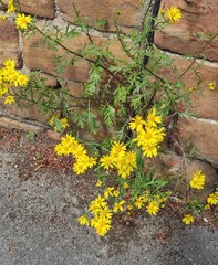 Senecio squalidus