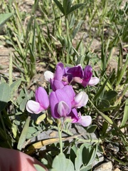 Lathyrus polymorphus incanus