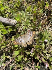 Anartia jatrophae semifusca