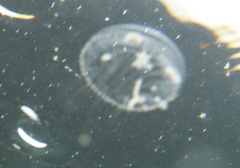 Aequorea victoria