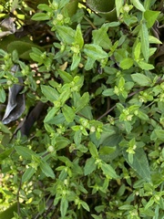 Enydra sessilis