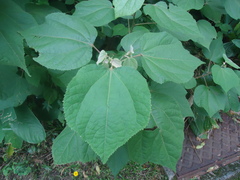 Magnoliopsida
