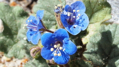 Phacelia campanularia campanularia