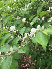 Lonicera maackii