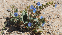 Phacelia campanularia campanularia