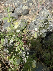 Scutellaria californica