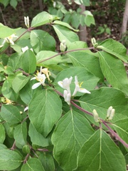 Lonicera maackii