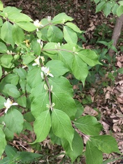 Lonicera maackii