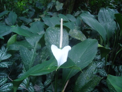 Spathiphyllum cannifolium
