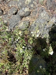 Scutellaria californica