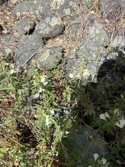 Scutellaria californica