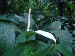 Spathiphyllum cannifolium