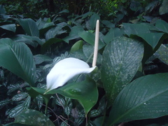 Spathiphyllum cannifolium