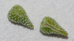 Cryptantha barbigera barbigera