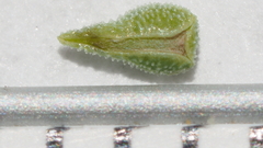 Cryptantha barbigera barbigera