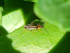 Rhagonycha lineola