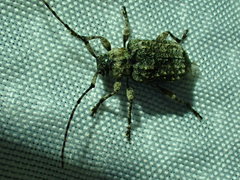 Leptostylus transversus