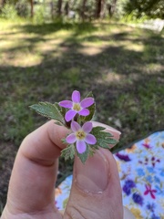 Collomia heterophylla