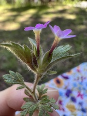Collomia heterophylla