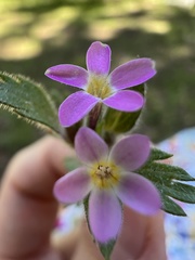 Collomia heterophylla