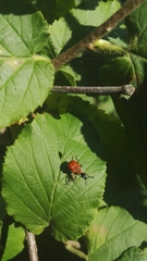 Apoderus coryli